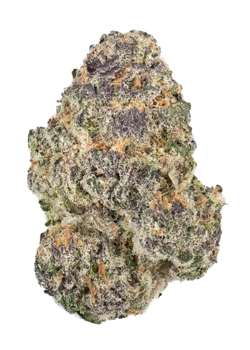 Tropicali