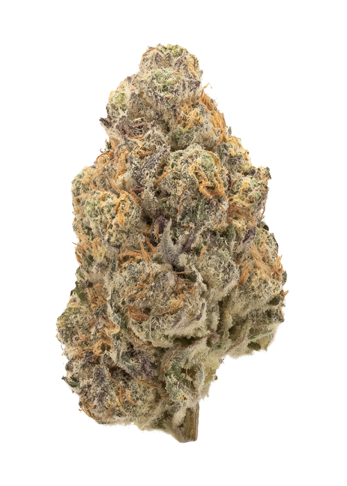Orange Apricot