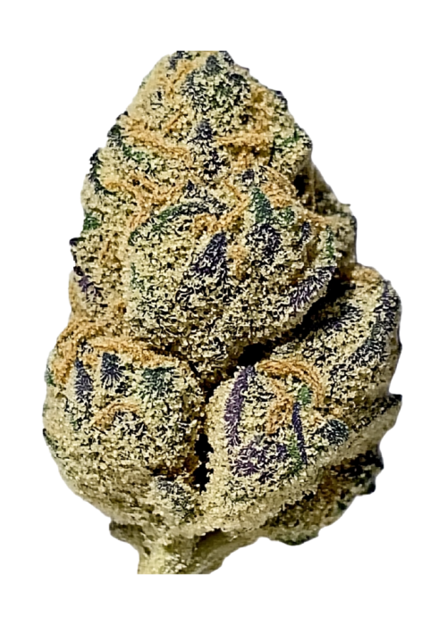 Orange Apricot