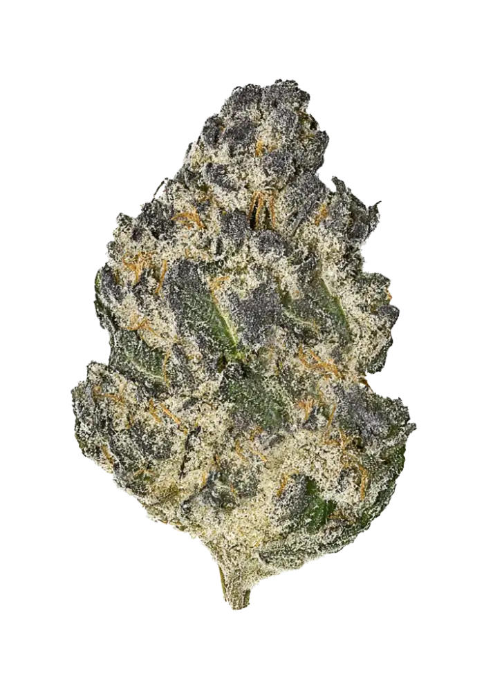 1982-blue-gotti_1000.webp