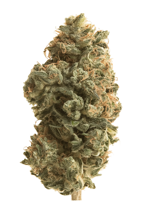 Afghan Skunk