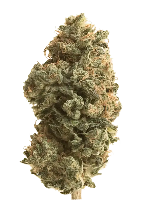 Afghan Skunk