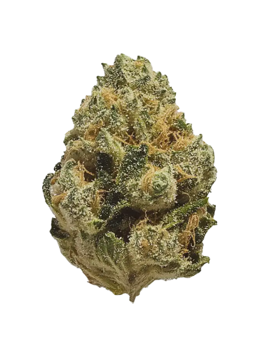 専用【 CRD2本】Super Lemon Haze Super Lemon Haze Seeds by Green House Seed Co. - GrowDiaries