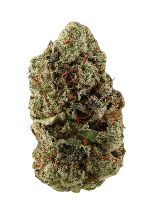Godzilla