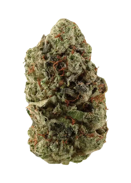 Godzilla