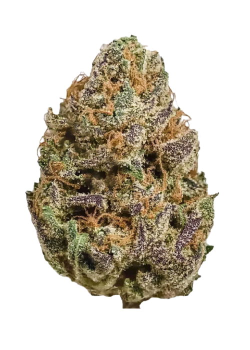 Purple Elephant