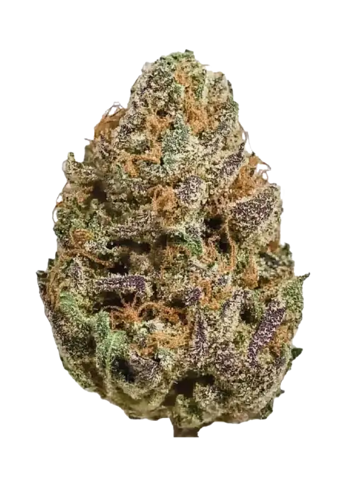 Purple Elephant
