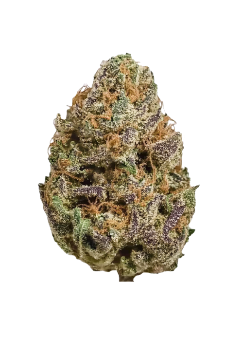 Purple Elephant