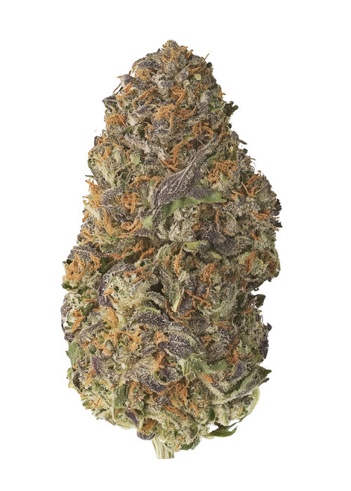 Peyote Critical