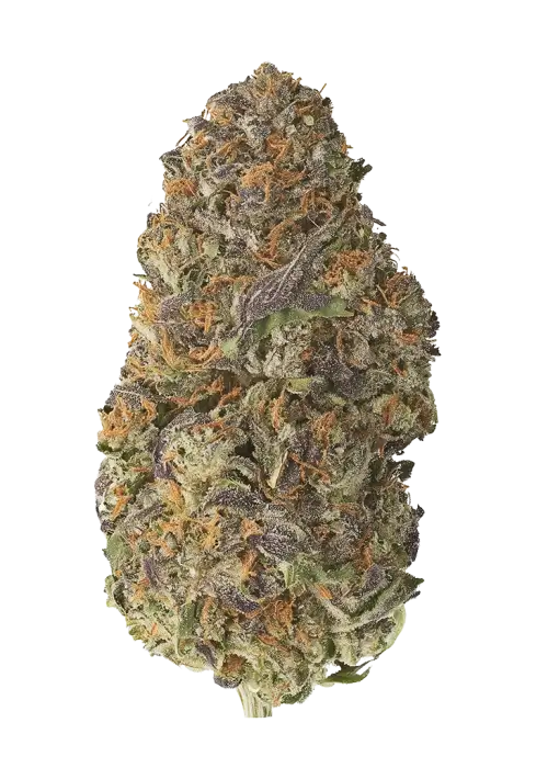 Peyote Critical