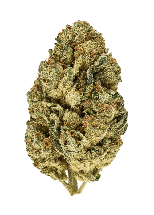 Platinum Gorilla