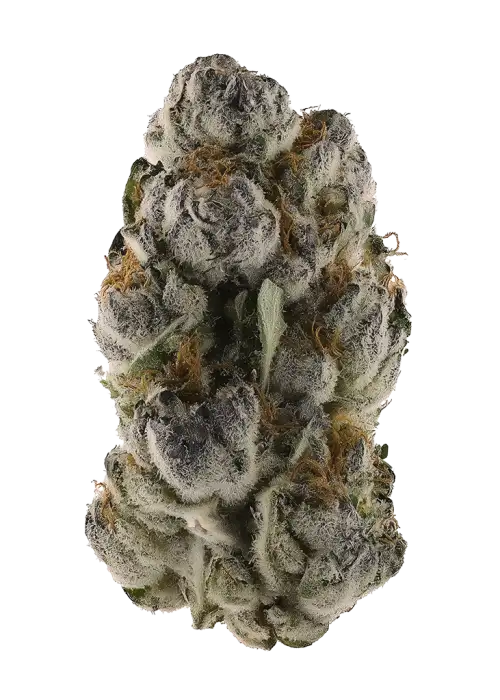 Berry Punch