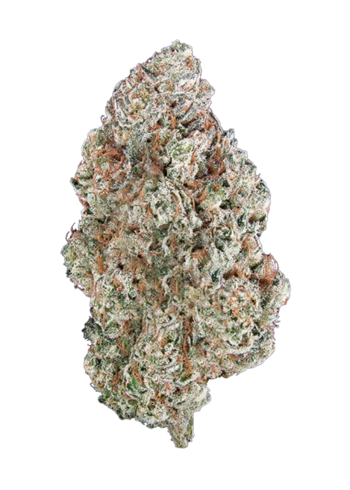 Tahoe Alien