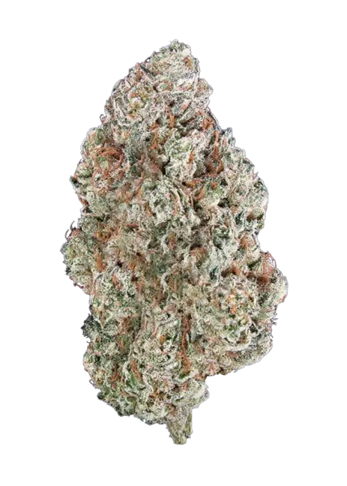 Tahoe Alien
