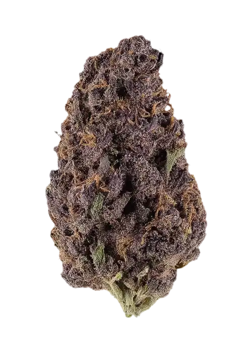 Purple Tangie