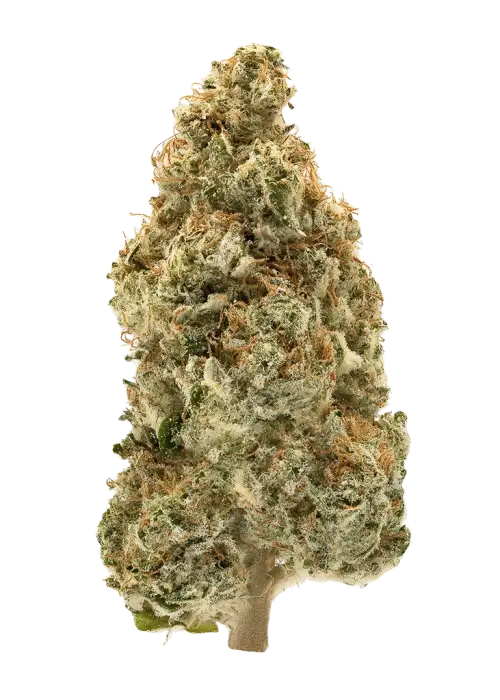 Jamaican Dream