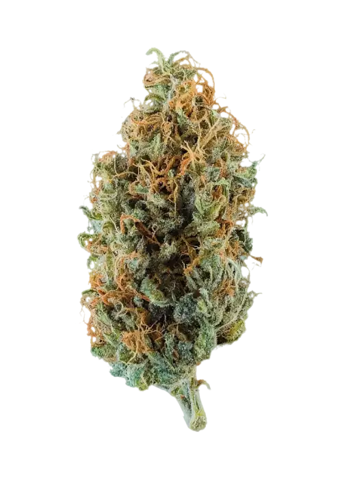 Dutch Hawaiian