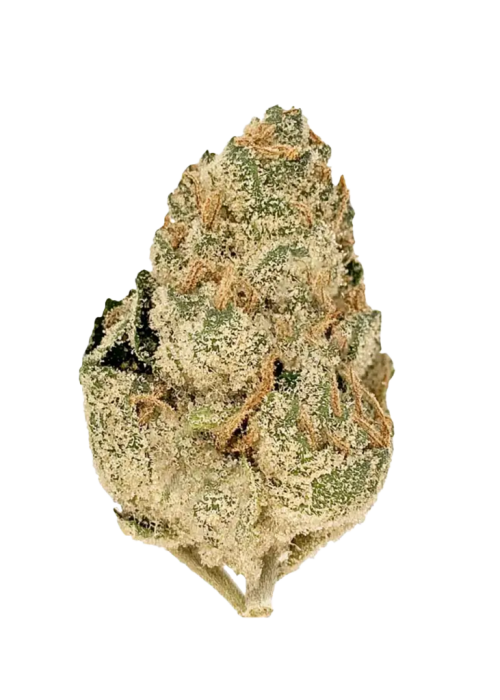 Space Monkey