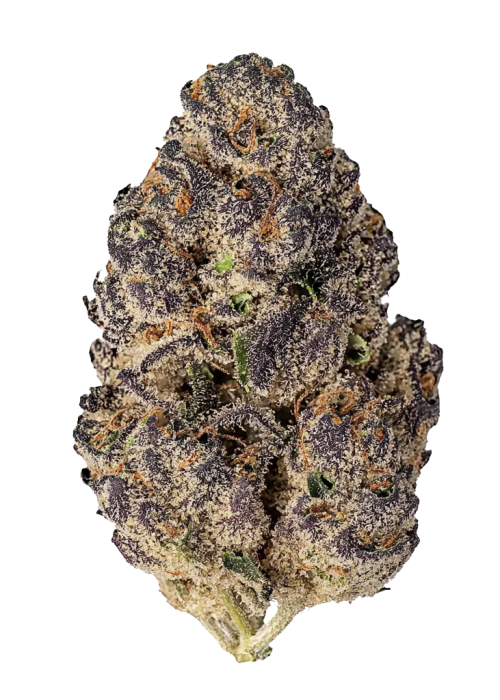 Casino Kush