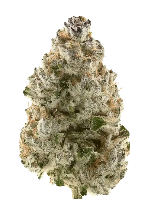 Lemon OG Haze