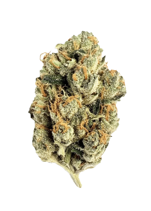 G13