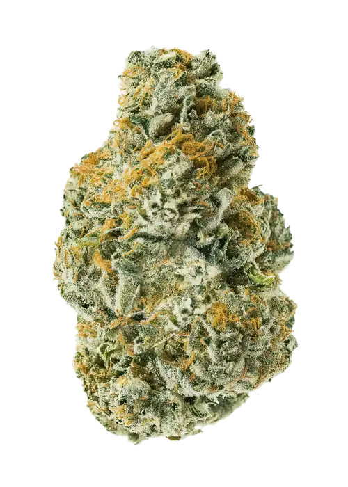 Lemon Dosidos by Elev8 Seeds