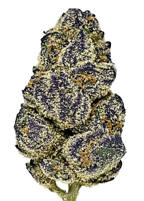 Melonatta