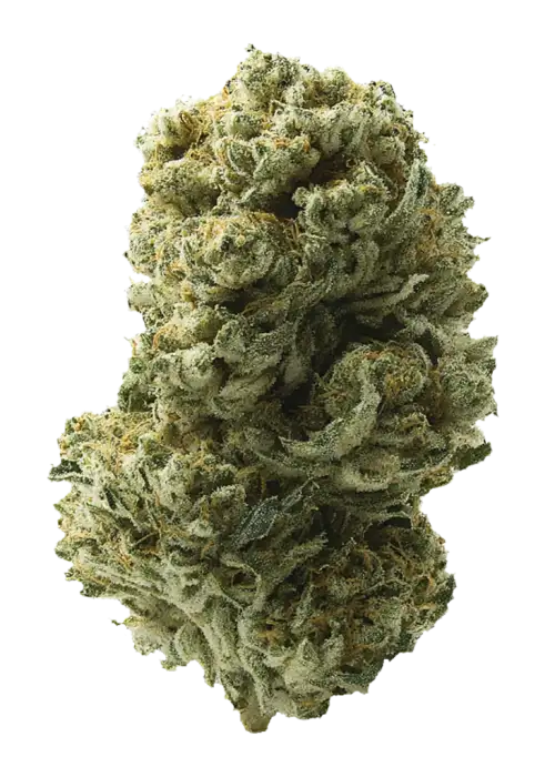 Cactus Cooler