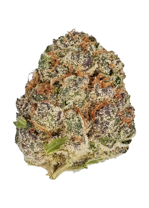 Purple Urkle