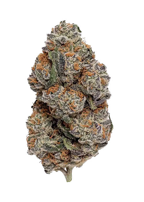 Platinum Garlic