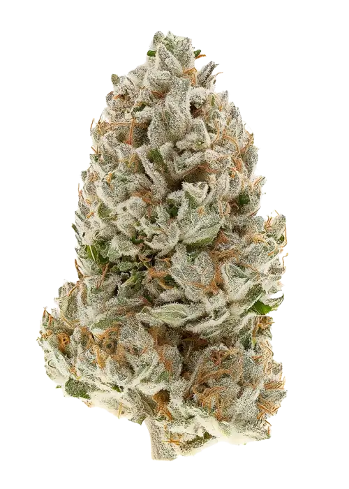 White Peach