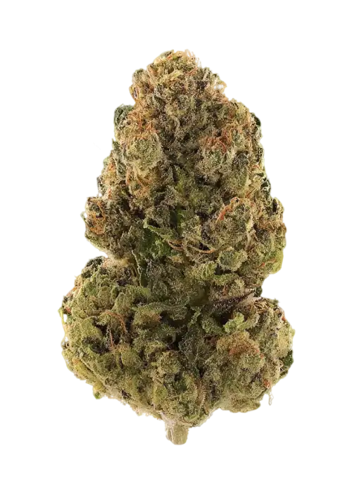 Triple Chocolate Chip
