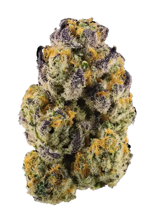 Ghost Dawg
