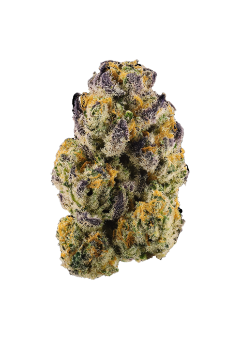 Ghost Dawg