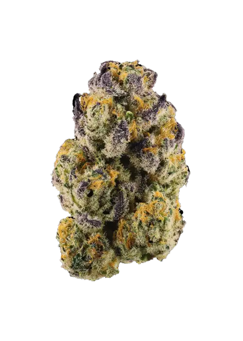Ghost Dawg