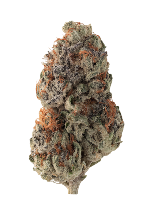 Devil Fruit
