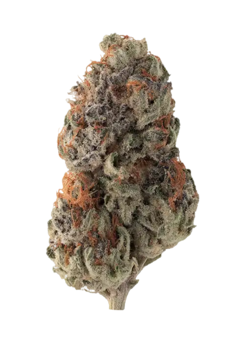 Devil Fruit