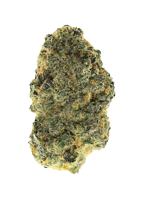 Pakistani Chitral Kush