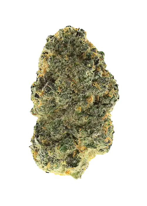 Pakistani Chitral Kush