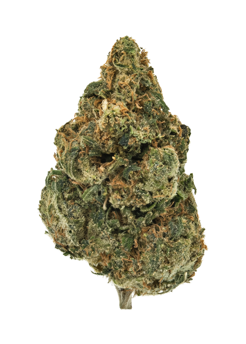 Yeti OG