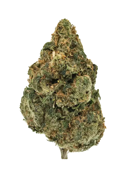 Yeti OG