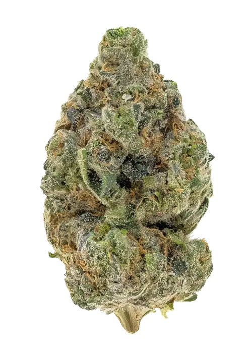 Sour Amnesia