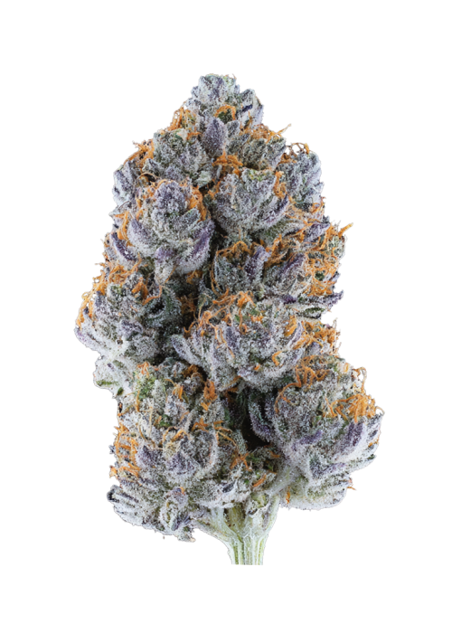 Blue Frost