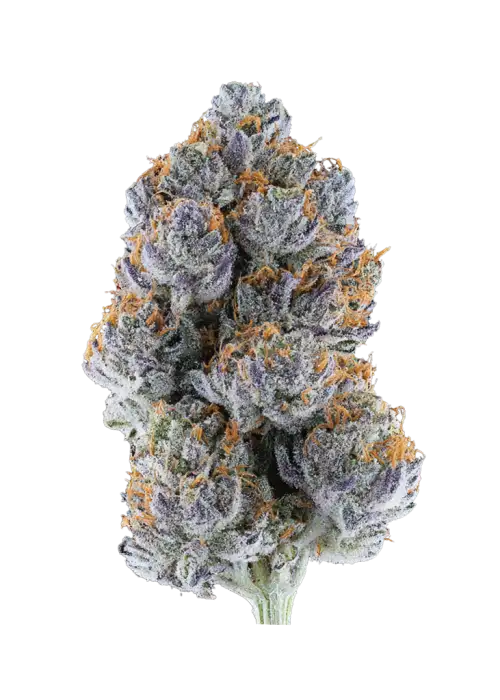 Blue Frost