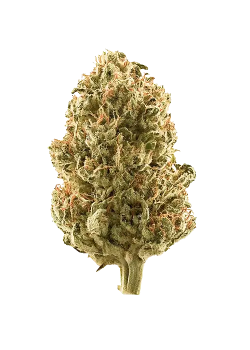 Twisted Citrus