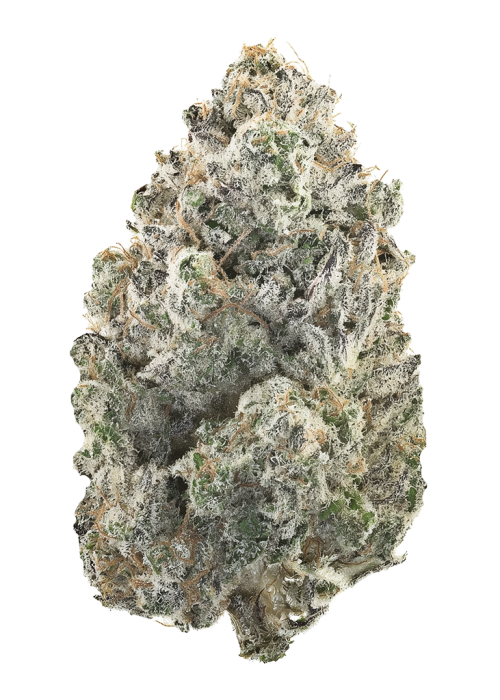 White Lotus
