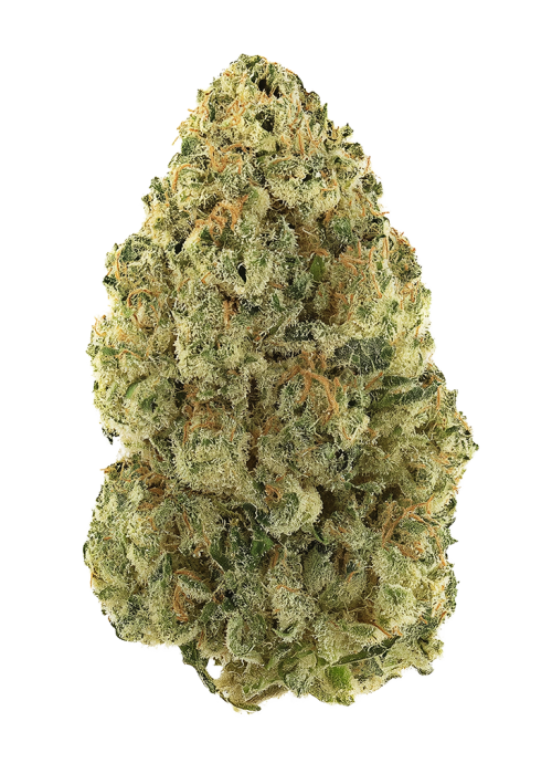 Rollex OG