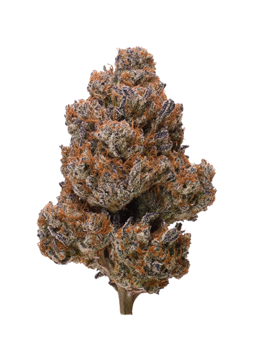 Cherry Gorilla