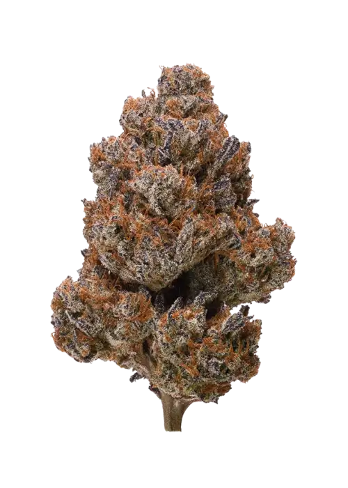 Cherry Gorilla