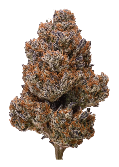 Cherry Gorilla